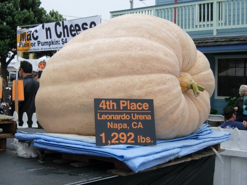 4th Place Pumpkin 2007.JPG