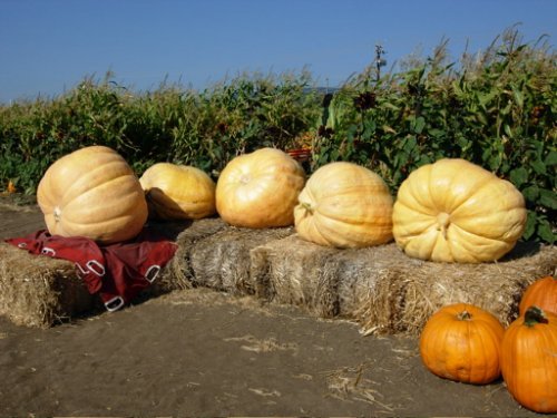 Pumpkins on Hay Bales.JPG